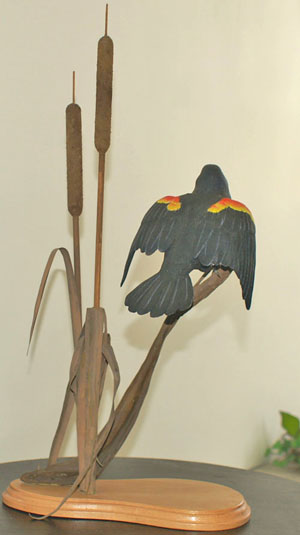 Red wing black bird back view