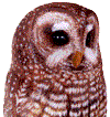 Carving of a Boreal owl