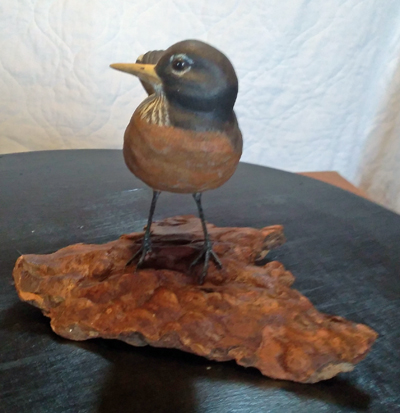 American Robin