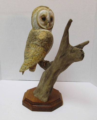 Barn Owl