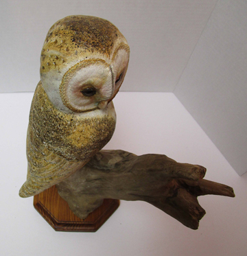 Top of owl