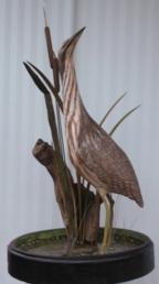 American Bittern