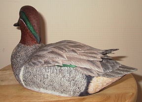 Green Wing Teal