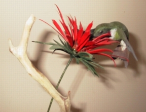 Humming Bird