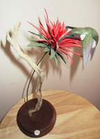 Humming Bird On Flower