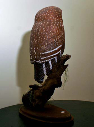 Northern Spotted Owl Back
