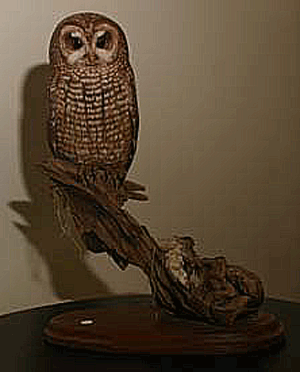 Northern Spotted Owl Front