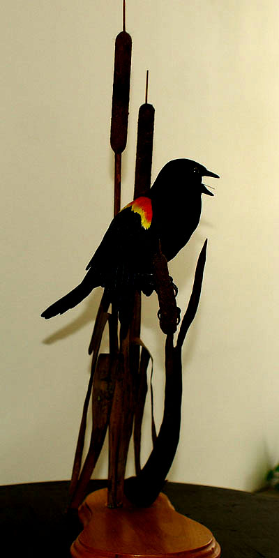 Red wing Black bird side view