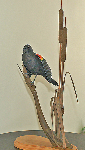 Red Wing Black bird front view
