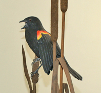 Red wing black bird on a bull rush