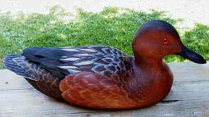 Cinnamon teal Side View