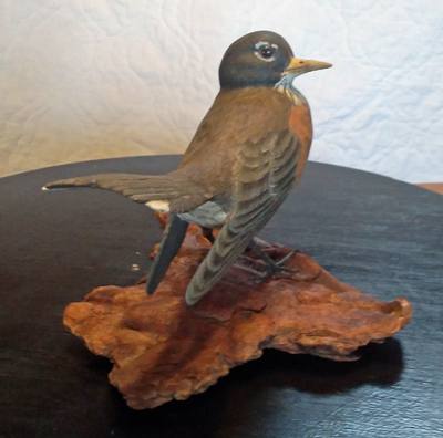 American Robin